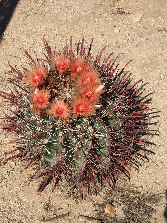 Cactus Adobe Villa Twentynine Palms Exterior photo